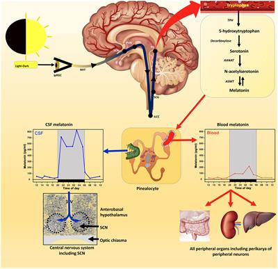 Dual sources of melatonin and evidence for different primary functions